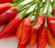 chili-artikelb