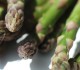 spargel-banner